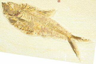 Detailed Fossil Fish (Diplomystus) - Wyoming #367556