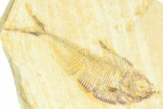 Detailed Fossil Fish (Diplomystus) - Wyoming #367559