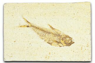 Detailed Fossil Fish (Diplomystus) - Wyoming #367567