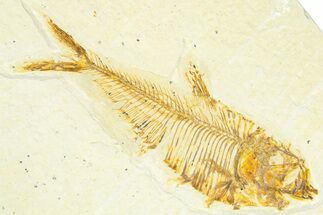 Detailed Fossil Fish (Diplomystus) - Wyoming #367568
