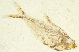 Detailed Fossil Fish (Diplomystus) - Wyoming #367573