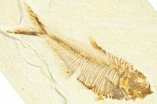Detailed Fossil Fish (Diplomystus) - Wyoming #367584