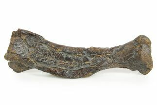 Fossil Ornithopod Dinosaur (Dryosaurus?) Metatarsal - Wyoming #367586