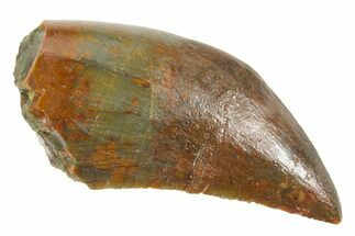 Serrated Carnosaurian Theropod (Allosaurus) Tooth - Utah #367606