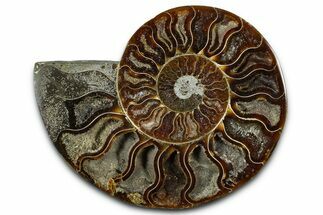 Cut & Polished Ammonite Fossil (Half) - Madagascar #364872