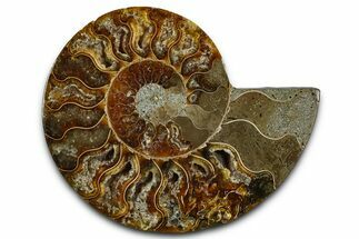 Cut & Polished Ammonite Fossil (Half) - Madagascar #364882