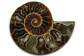 Cut & Polished Ammonite Fossil (Half) - Madagascar #364886