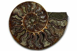 Cut & Polished Ammonite Fossil (Half) - Madagascar #364890