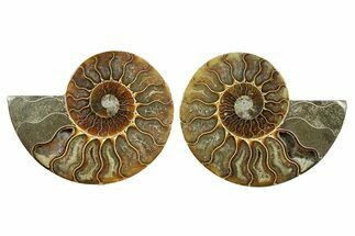 Cut & Polished Ammonite Fossil - Madagascar #364774