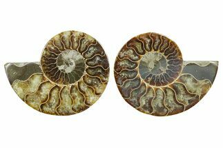 Cut & Polished Ammonite Fossil - Madagascar #364781