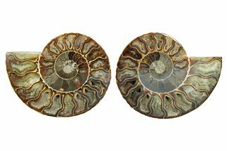 Cut & Polished Crystal-Filled Ammonite Fossil - Madagascar #364786