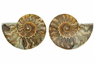 Cut & Polished Ammonite Fossil - Madagascar #364796