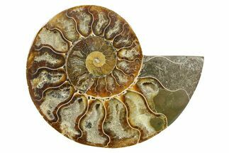 Cut & Polished Ammonite Fossil (Half) - Madagascar #364844