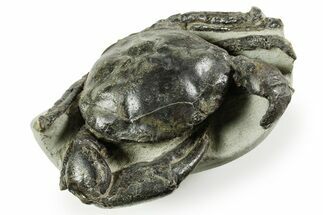 Gorgeous Fossil Crab (Pulalius) - Washington State #367608