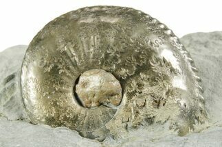 Pyritized Jurassic Ammonite (Amaltheus) Fossil - France #367619