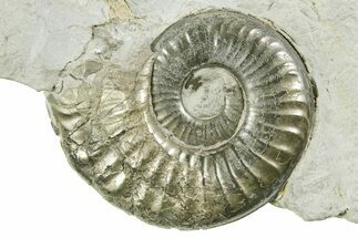 Pyritized Jurassic Ammonite (Fuciniceras) Fossil - France #367624