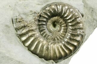 Pyritized Jurassic Ammonite (Arieticeras) Fossil - France #367635