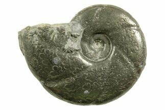 Pyritized Jurassic Ammonite (Calliphylloceras) Fossil - France #367659