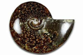 Polished Ammonite (Cleoniceras) Fossil - Madagascar #365019