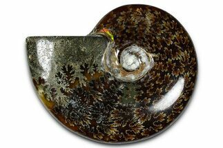 Polished Ammonite (Cleoniceras) Fossil - Madagascar #365020
