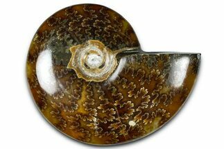 Polished Ammonite (Cleoniceras) Fossil - Madagascar #365021