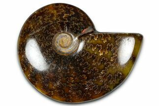 Polished Ammonite (Cleoniceras) Fossil - Madagascar #365023