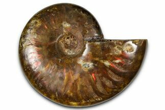 Polished Red Flash Ammonite (Cleoniceras) Fossil - Madagascar #367703