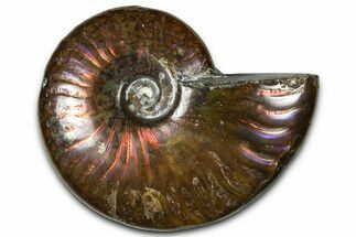 Polished Red Flash Ammonite (Cleoniceras) Fossil - Madagascar #367706