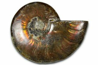 Polished Red Flash Ammonite (Cleoniceras) Fossil - Madagascar #367709