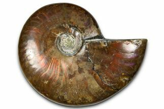 Polished Red Flash Ammonite (Cleoniceras) Fossil - Madagascar #367710