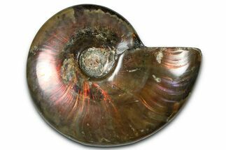 Polished Red Flash Ammonite (Cleoniceras) Fossil - Madagascar #367712