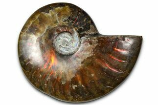 Polished Red Flash Ammonite (Cleoniceras) Fossil - Madagascar #367718
