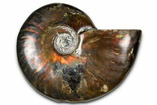 Polished Red Flash Ammonite (Cleoniceras) Fossil - Madagascar #367723