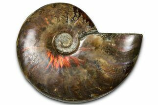 Polished Red Flash Ammonite (Cleoniceras) Fossil - Madagascar #367725
