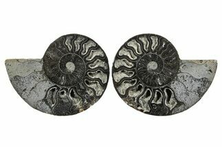 Cut & Polished Ammonite Fossil - Unusual Black Color #367732