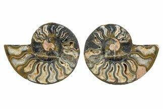 Cut & Polished Ammonite Fossil - Unusual Black Color #367733