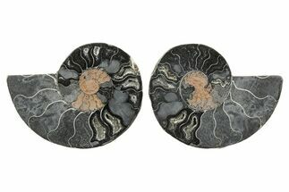 Cut & Polished Ammonite Fossil - Unusual Black Color #367735