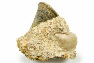 Jurassic Sea Snail (Pyrgotrochus) Fossil - Calvados, France #367792