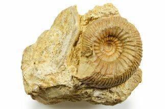 Jurassic Ammonite (Stephanoceras) Fossil - Calvados, France #367803