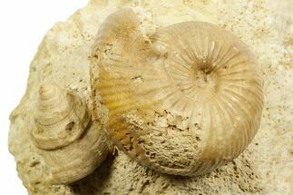 Jurassic Ammonite (Chondroceras) and Sea Snail Fossil - France #367810