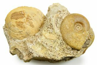 Jurassic Ammonite (Oecotraustes) and Clam Fossil - France #367811