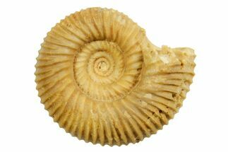 Jurassic Ammonite (Stephanoceras) Fossil - Évrecy, France #367692