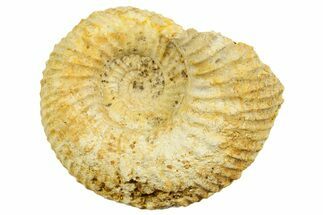 Jurassic Ammonite (Paragarantiana) Fossil - Évrecy, France #367704