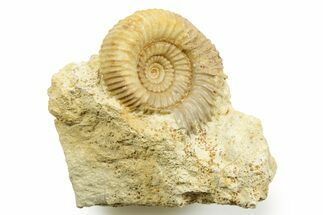 Jurassic Ammonite (Stephanoceras) Fossil - Évrecy, France #367727