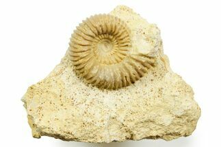 Jurassic Ammonite (Stephanoceras) Fossil - Évrecy, France #367728