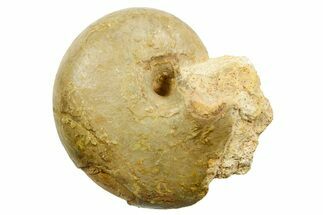 Jurassic Nautilus (Cenoceras) Fossil - Évrecy, France #367743