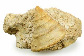 Jurassic Sea Snail (Pyrgotrochus) Fossil - Calvados, France #367747