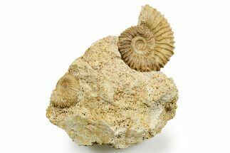 Jurassic Ammonite (Garantiana) Fossils - France #367835