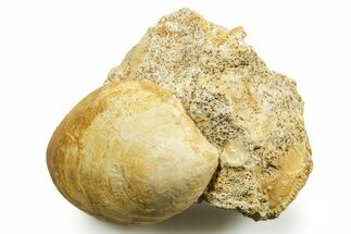 Jurassic Clam (Neocrassina) Fossil - Évrecy, France #367849