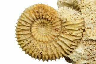 Jurassic Ammonite (Garantiana) Fossil - Évrecy, France #367855